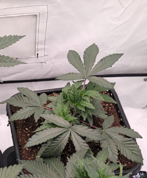 Gary Sherbert. Week 3 - Ende vor lst