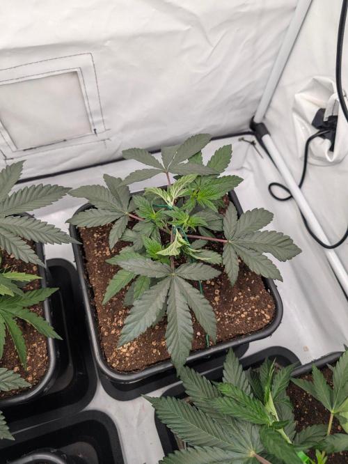 Gary Sherbert. Week 3 - Ende nach lst