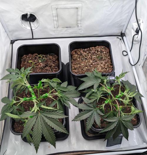 Runtz x Layer Cake. Week 3