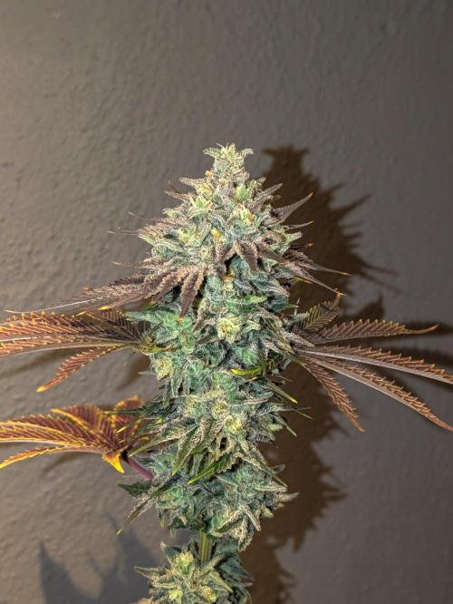 F032 The Blue Zushi Hybrid (Test Strain). Week 13