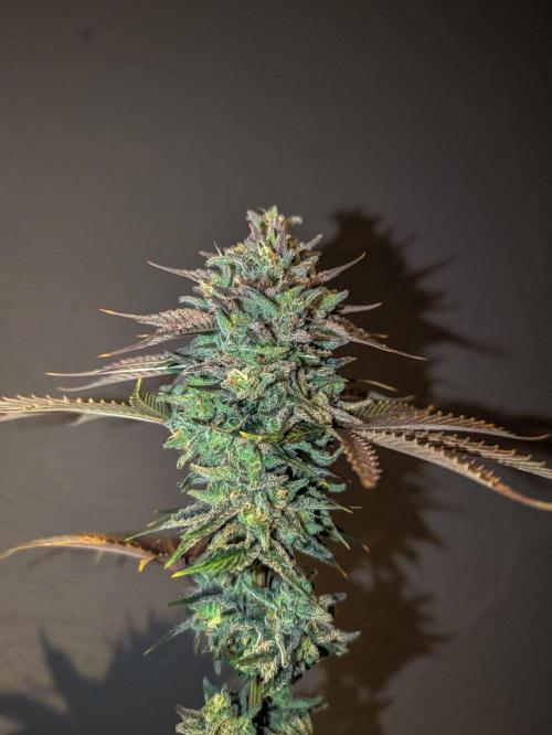 F032 The Blue Zushi Hybrid (Test Strain). Week 13