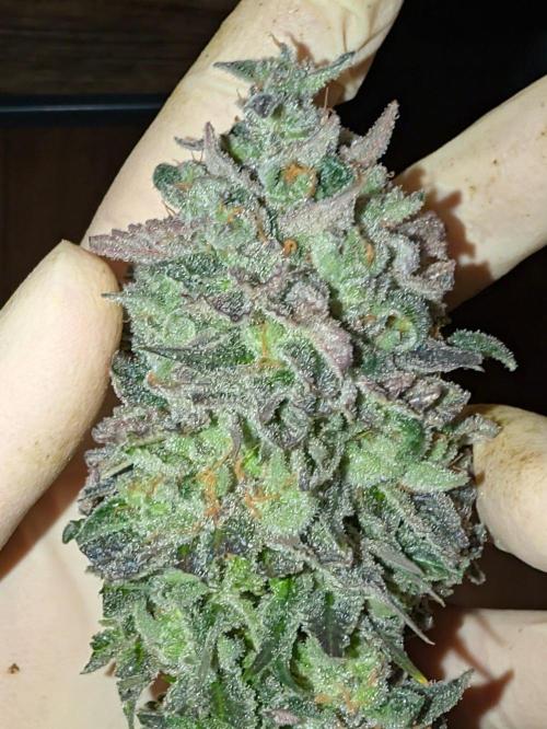 F032 The Blue Zushi Hybrid (Test Strain). Week 13