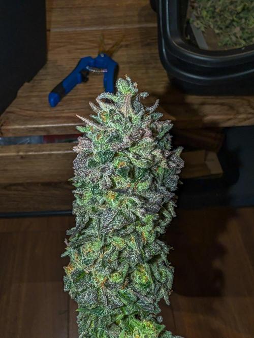 F032 The Blue Zushi Hybrid (Test Strain). Week 13