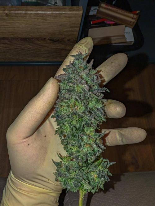 F032 The Blue Zushi Hybrid (Test Strain). Week 13