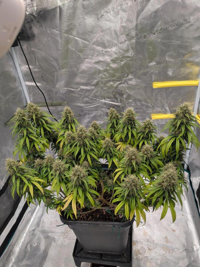 CBD Mazar. Week 13
