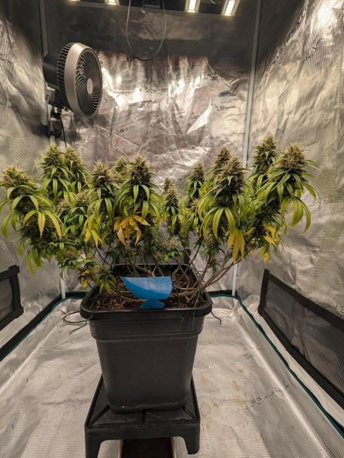 CBD Mazar. Week 14