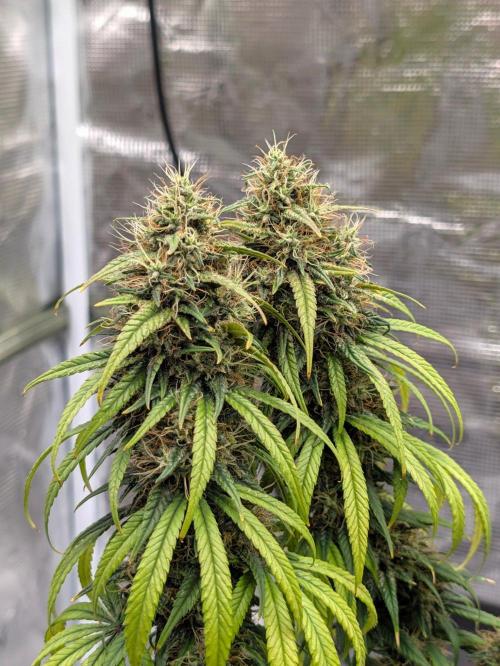 CBD Mazar. Week 14