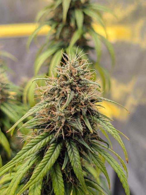 CBD Mazar. Week 14