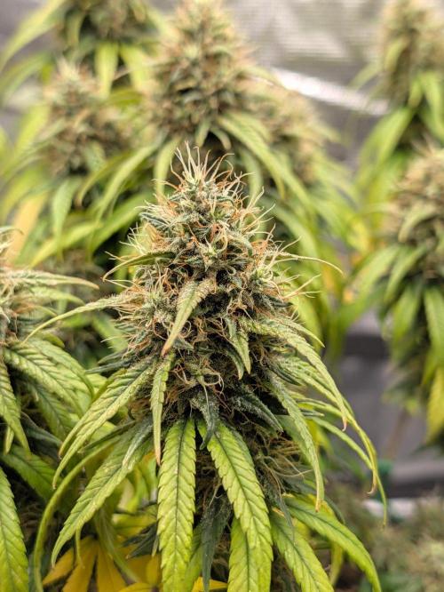 CBD Mazar. Week 14
