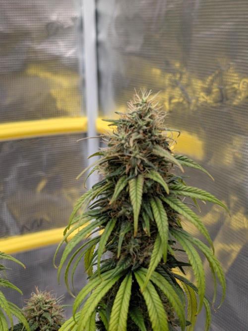 CBD Mazar. Week 14