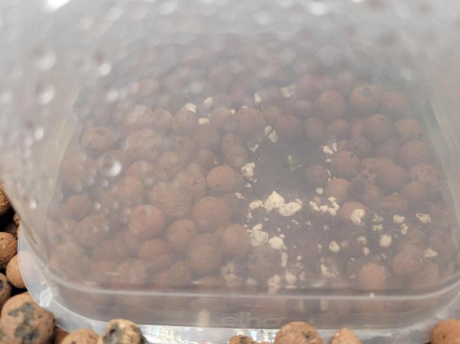 Zamnesia seeds Pineapple Express F1 Auto. Week 0 - 03/08/26 We have life!