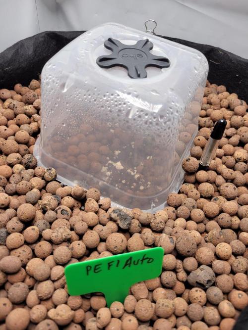 Zamnesia seeds Pineapple Express F1 Auto. Week 0 - Humidity doom and wait