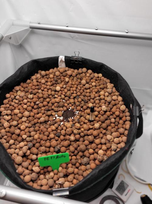 Zamnesia seeds Pineapple Express F1 Auto. Week 0 - Plug placed in 30 litre pot