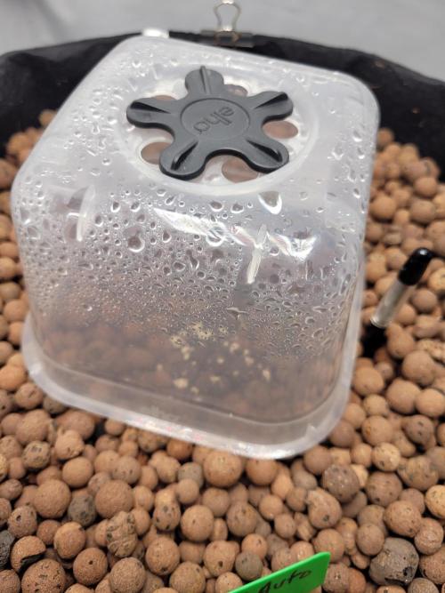 Zamnesia seeds Pineapple Express F1 Auto. Week 1