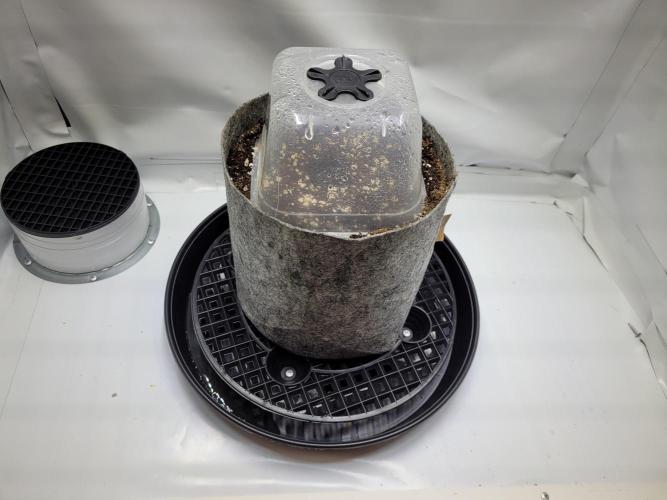Zamnesia Seeds Blueberry Muffin. Week 0