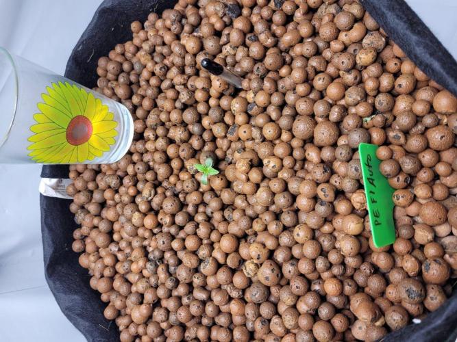 Zamnesia seeds Pineapple Express F1 Auto. Week 2