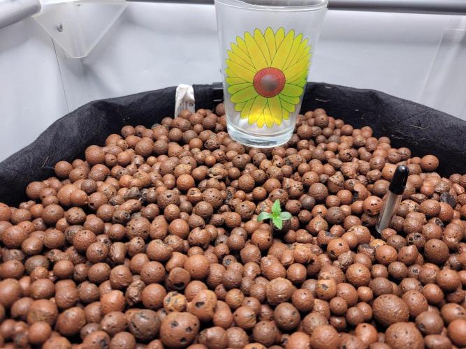 Pineapple Express F1 Automatic. Week 2
