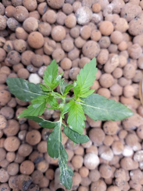 Pineapple Express F1 Auto. Week 3
