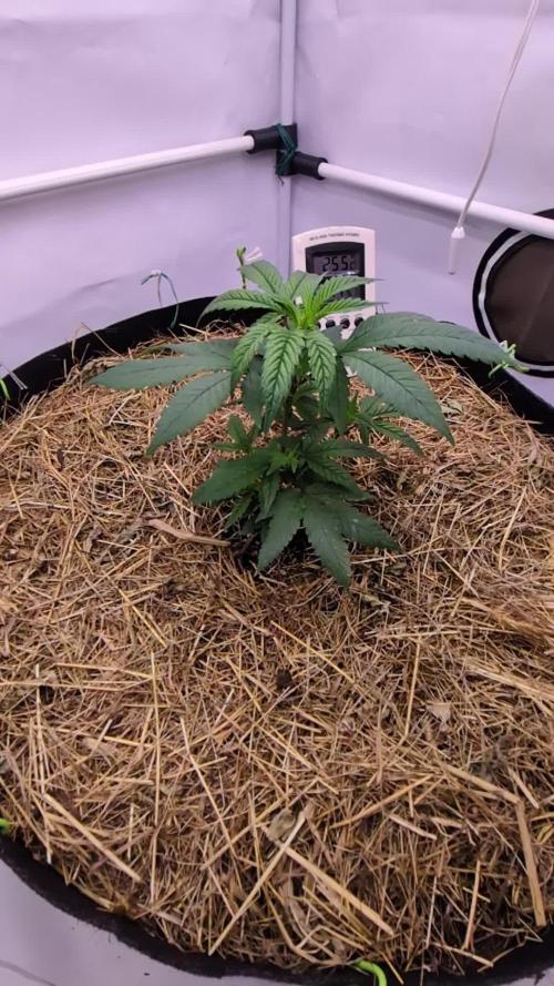 Strawberry Pop Rocks - Anesia Seeds