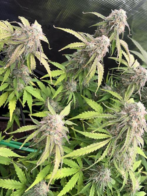 Temple of Apollo. Week 10