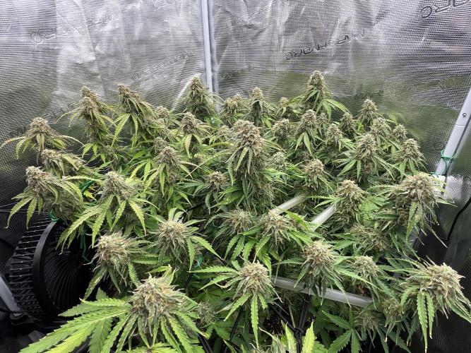 Temple of Apollo. Week 10