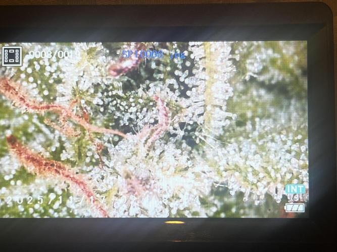 Temple of Apollo. Week 11