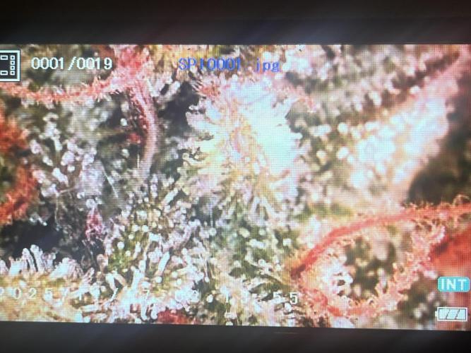 Temple of Apollo. Week 11