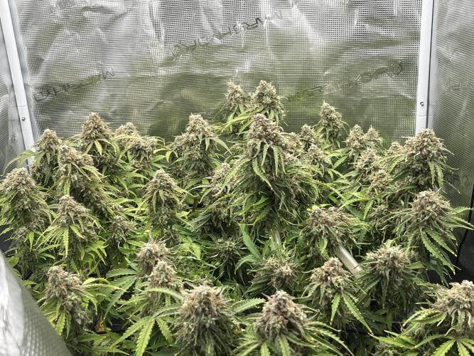 Temple of Apollo. Week 11