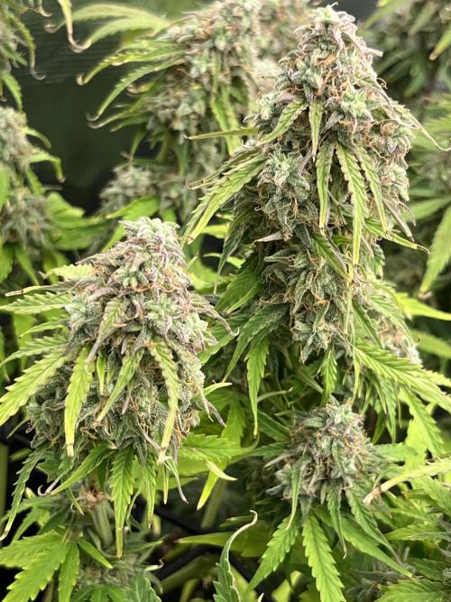 Temple of Apollo. Week 11