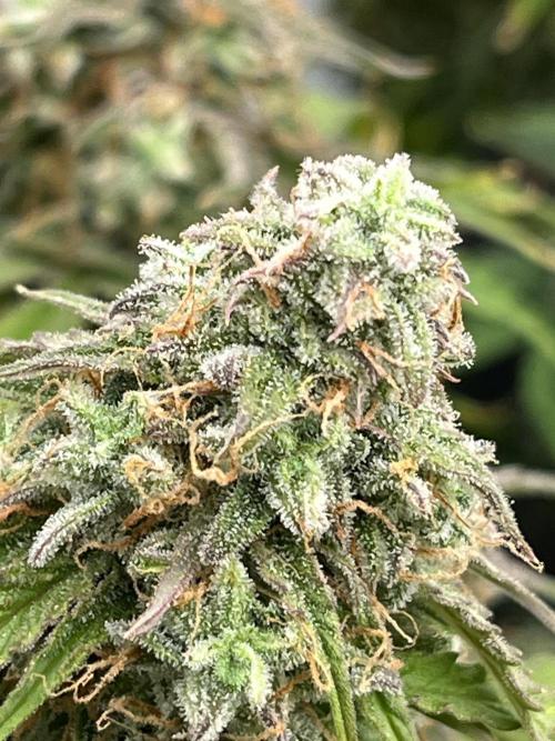 Temple of Apollo. Week 11