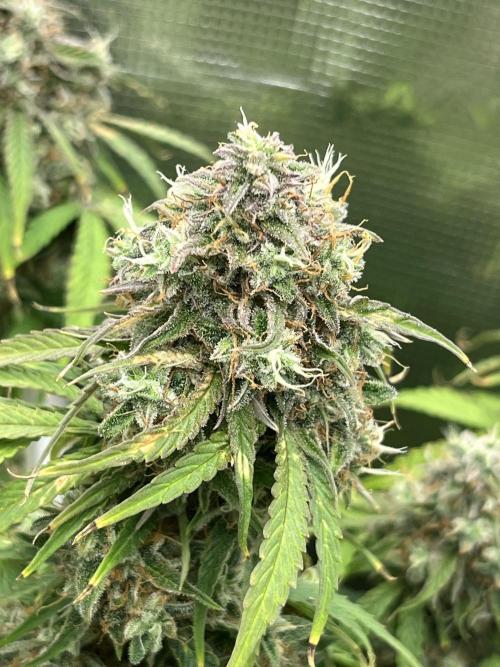 Temple of Apollo. Week 11