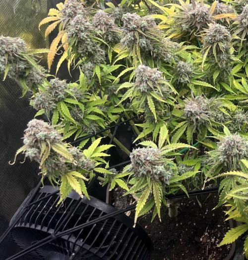 Temple of Apollo. Week 12