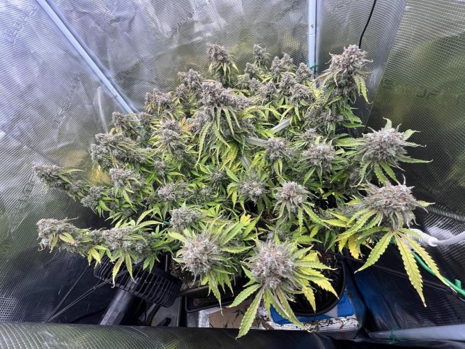 Temple of Apollo. Week 12