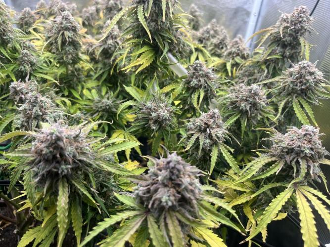 Temple of Apollo. Week 12