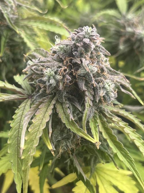 Temple of Apollo. Week 12