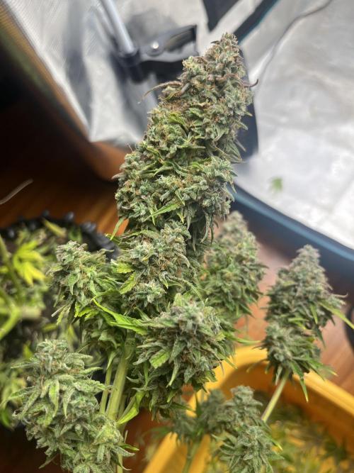 Temple of Apollo. Week 12