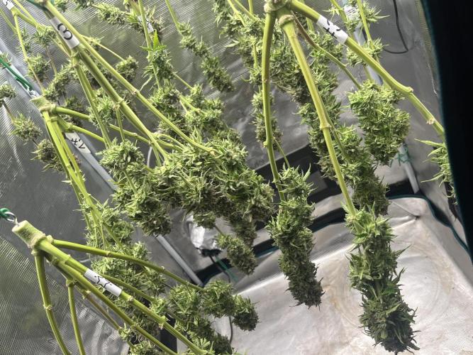 Temple of Apollo. Week 12