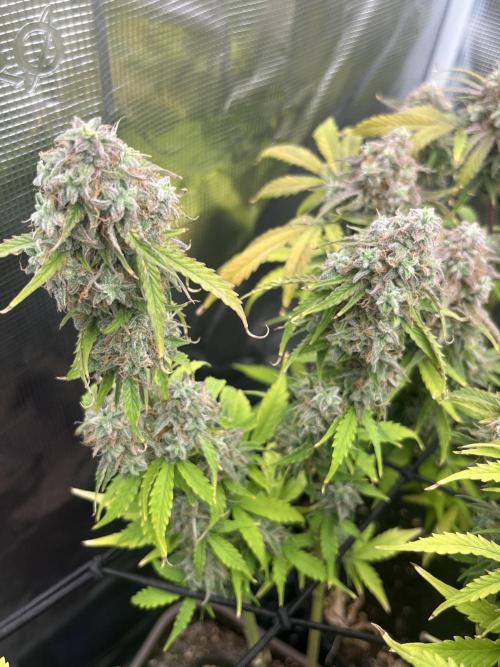 Temple of Apollo. Week 12