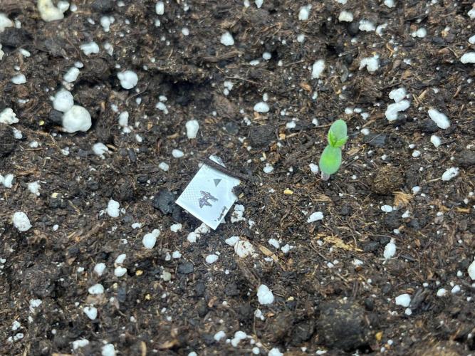 FrostBangers & Gorilla’s Cookies. Week 0