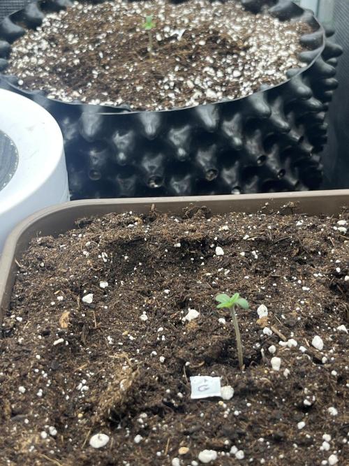 FrostBangers & Gorilla’s Cookies. Week 0