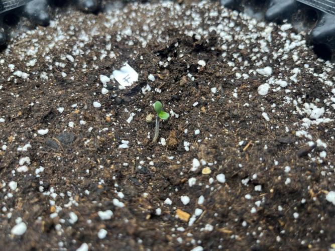 FrostBangers & Gorilla’s Cookies. Week 0