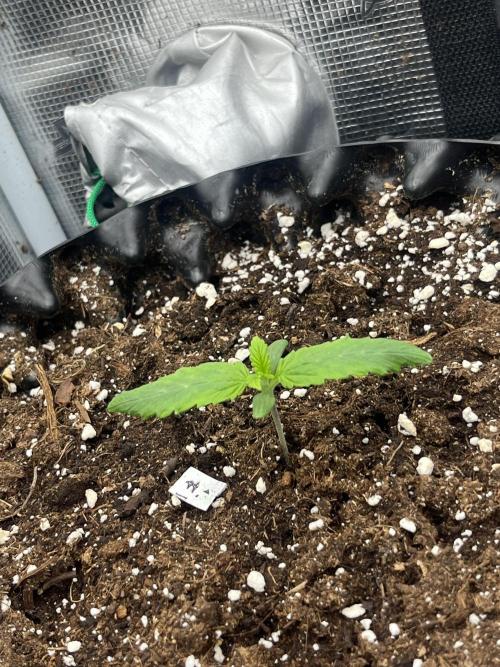 FrostBangers & Gorilla’s Cookies. Week 2