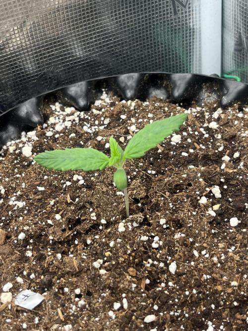 FrostBangers & Gorilla’s Cookies. Week 2