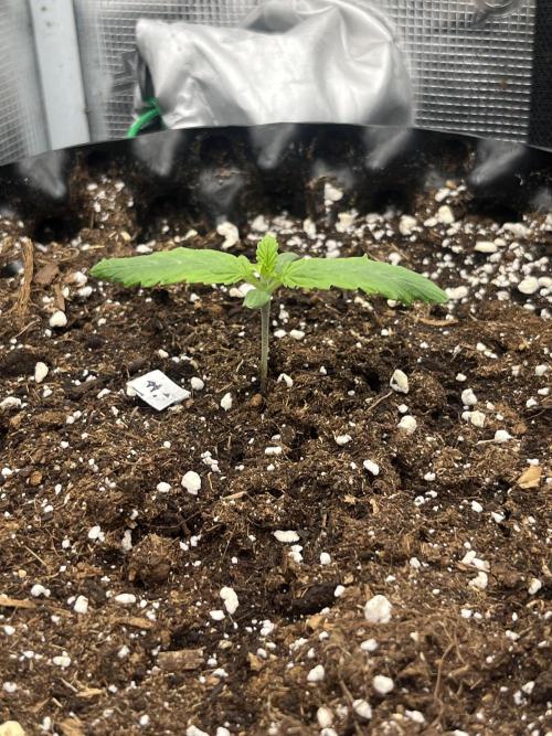 FrostBangers & Gorilla’s Cookies. Week 2