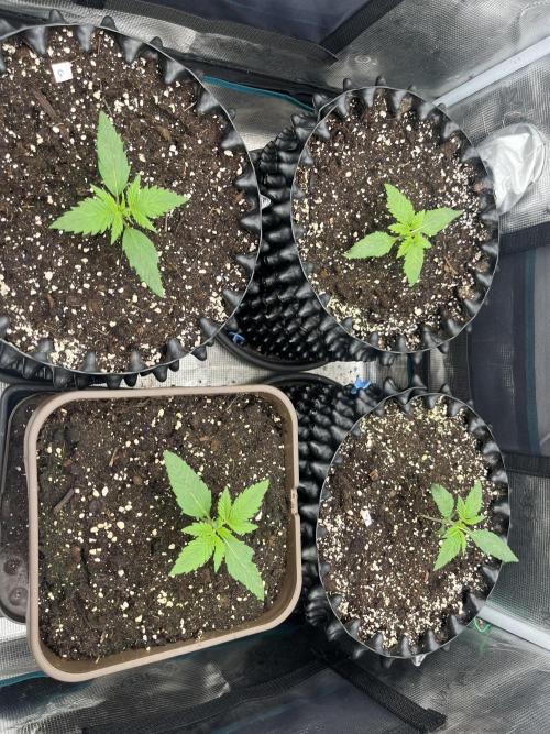 FrostBangers & Gorilla’s Cookies. Week 2