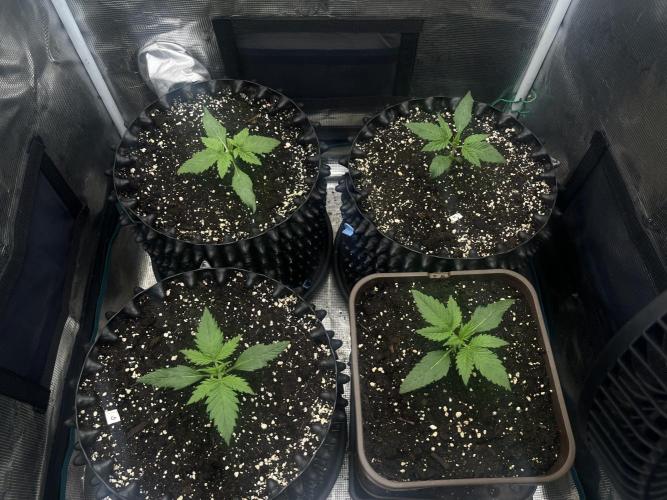 FrostBangers & Gorilla’s Cookies. Week 2