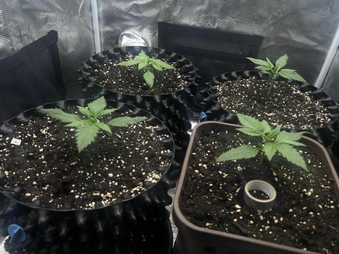 FrostBangers & Gorilla’s Cookies. Week 2