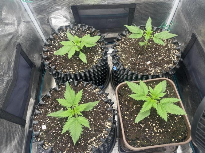 FrostBangers & Gorilla’s Cookies. Week 2