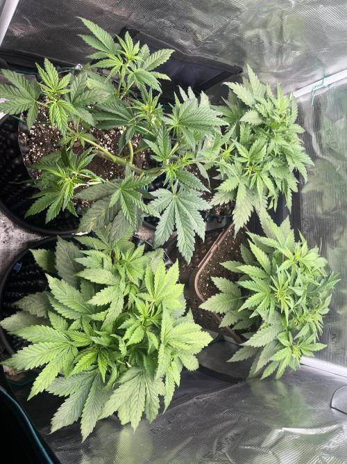 FrostBangers & Gorilla’s Cookies. Week 4