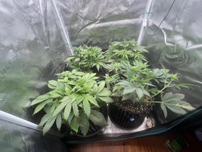 FrostBangers & Gorilla’s Cookies. Week 4